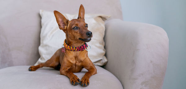 Miniature brown pinscher stands against the background of a bed and a window.