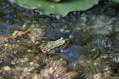Close-up of frog on plants in lake