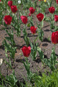 Close-up of red flowering plants on field