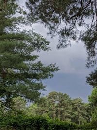 Low angle view of trees against sky