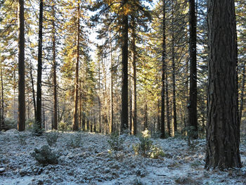 Pine trees in forest during winter