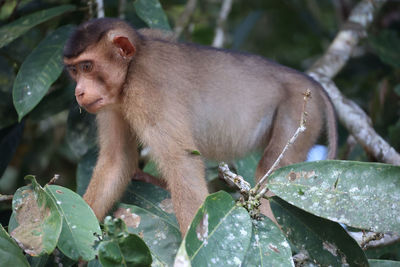 Long-tailed macaque, kinabatangan river, sabah, bornéo