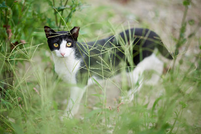 Portrait of a cat on field