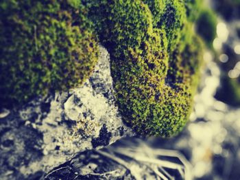 Close-up of moss growing on tree