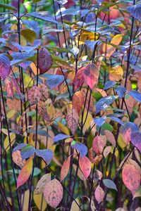 Close-up of pink flowering plant leaves during autumn