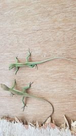 High angle view of lizard on table