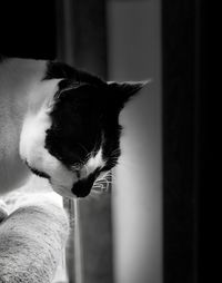 Close-up of a cat looking away