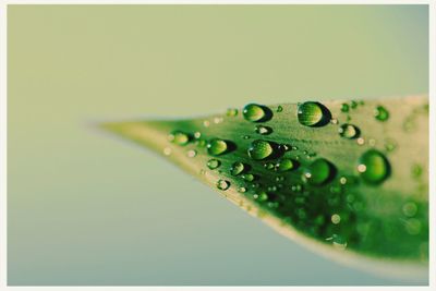 Close-up of water drops on leaf