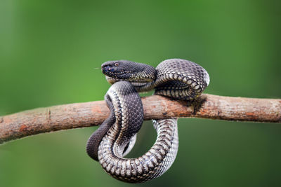 Close-up of rope