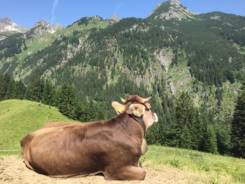 View of a horse on field
