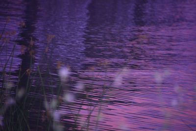 Reflection of trees on water