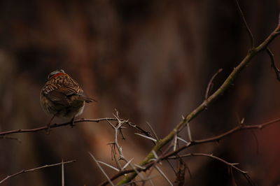 Close-up of a bird perching on twig