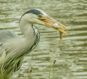 Grey heron snacking on a fish 