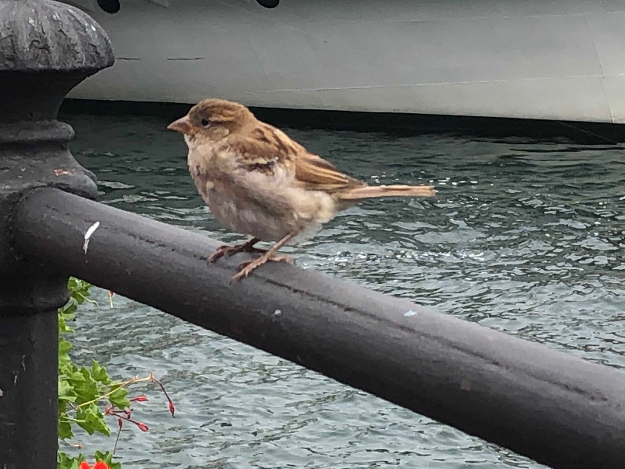 SIDE VIEW OF BIRD PERCHING ON METAL