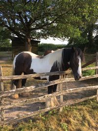 Horse standing on field against trees