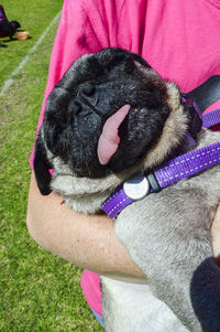 Close-up of a dog