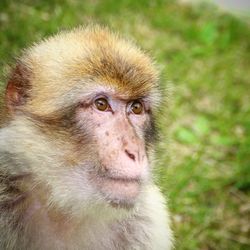 Close-up portrait of monkey