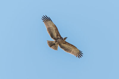 Low angle view of bird flying in sky