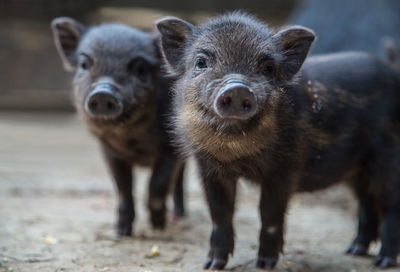 Little pigs look at camera 