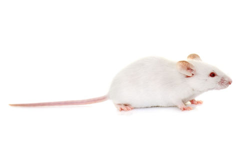 Close-up of a rabbit over white background