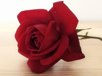 Close-up of red rose on table