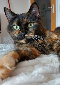 Portrait of cat relaxing on bed at home