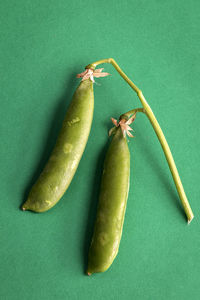 High angle view of chili pepper on green background