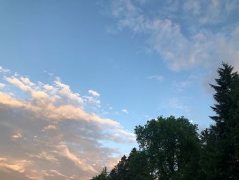 Low angle view of trees against sky