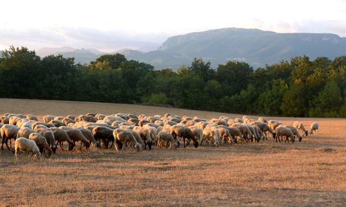 Horses in a field