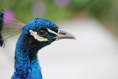 Close-up of peacock