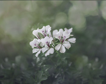 Close-up of white geranium