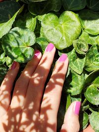  hand holding leaves