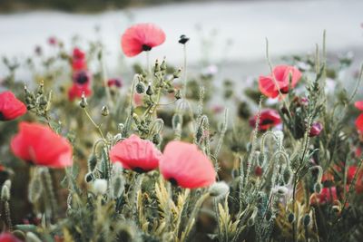 Close-up of red poppy flowers on field