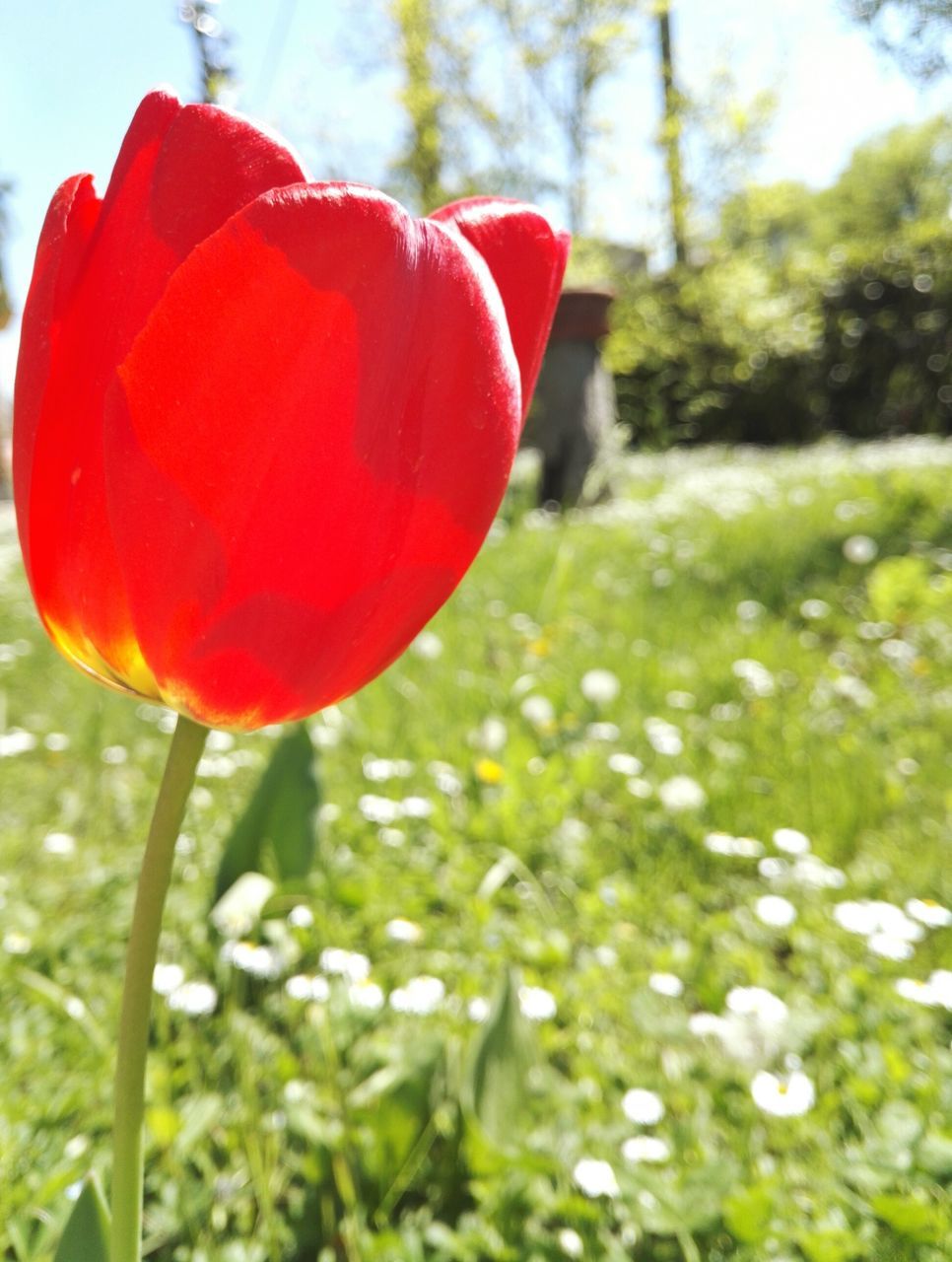 red, flower, freshness, fragility, close-up, stem, flower head, growth, petal, vibrant color, tulip, plant, focus on foreground, beauty in nature, selective focus, nature, springtime, botany, day, soft focus, in bloom, no people, new life, blooming