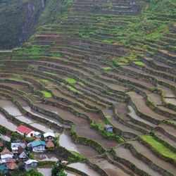 High angle view of rice paddy