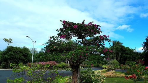 View of flowering plants against cloudy sky