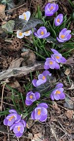 High angle view of purple crocus flowers on field