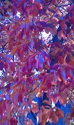 Low angle view of blooming tree