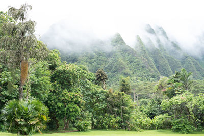 Scenic view of foggy forest