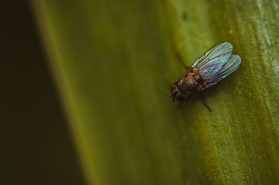 Close-up of fly on leaf
