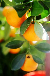 Close-up of orange fruit growing on tree