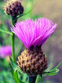 Close-up of pink flowers