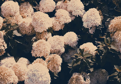 High angle view of flowering plant