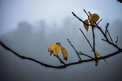 Low angle view of bird perching on branch