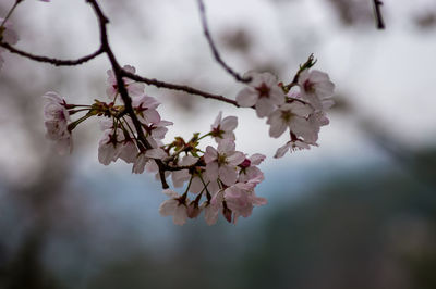 Close-up of cherry blossoms on tree