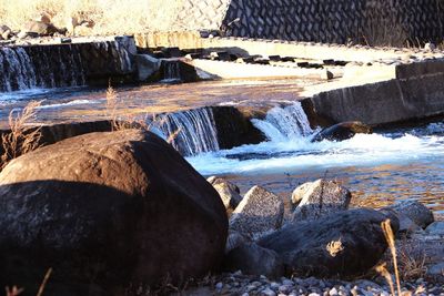 Close-up of turtle in water