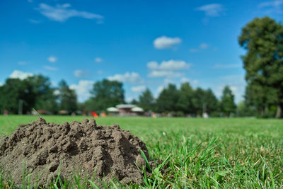 Surface level of grass on field against sky