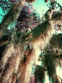 Low angle view of trees