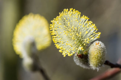 Close-up of dandelion flower