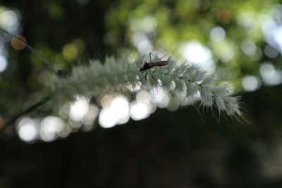 Close-up of insect on flower